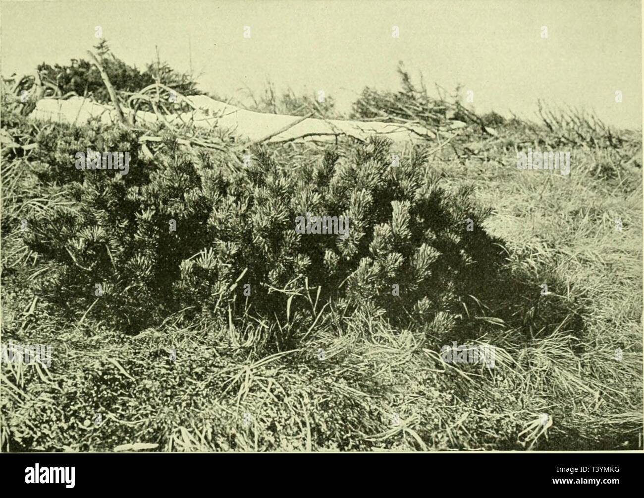 Image d'archive à partir de la page 432 de Die Pflanzenwelt (1913-1922) Banque D'Images