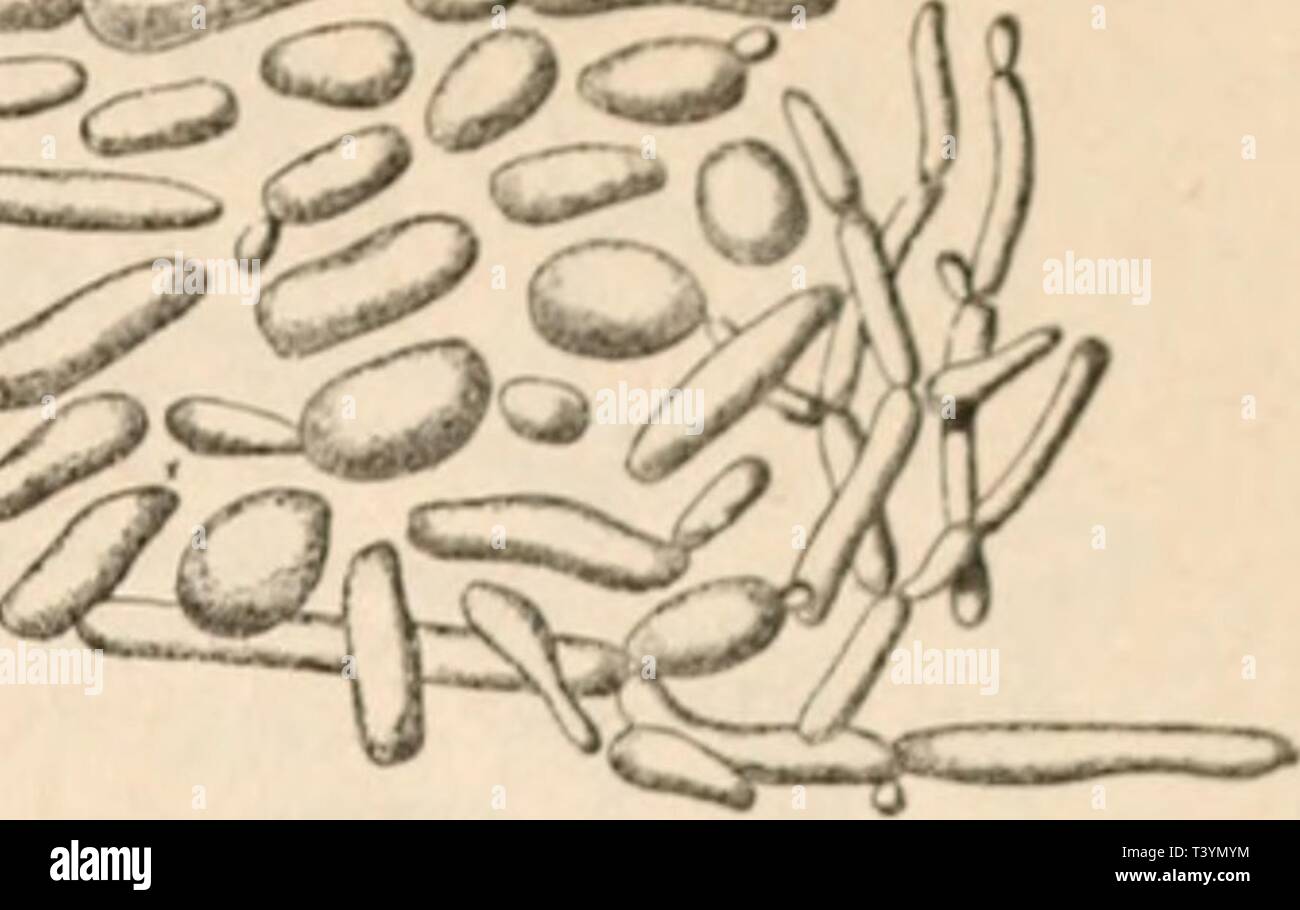 Image d'archive à partir de la page 446 de Die pilze dans morphologischer physiologischer,,. Die pilze dans morphologischer, physiologischer, biologischer und systematischer beziehung diepilzeinmorpho00zopf Année : 1890 de la section VI. Und Systematik. Entwickeliingsgcscliichtc 427 sehr schwankenden Sporen (i'/2-5 l*) ''' '' Fig. 108, 2 dargestellt. L)Sie sich zu- ent eginnen wickeln : Bei 291/2-30' !, 30°c. nach : its inden " 29 ch. " 27 ,&gt ; " 27 '/2 M - 23 '2 » •• 2426 " 18 " 35 " 15 " 50 " 10 " 89 ,, ., 8'/2 » » » 7 TR 5 Igen " 7 " -, 3-4 .. ,, , 14. Fig. 123- (B. 7:n.) Saccluiromyces Pastorianus J'Hanse Banque D'Images