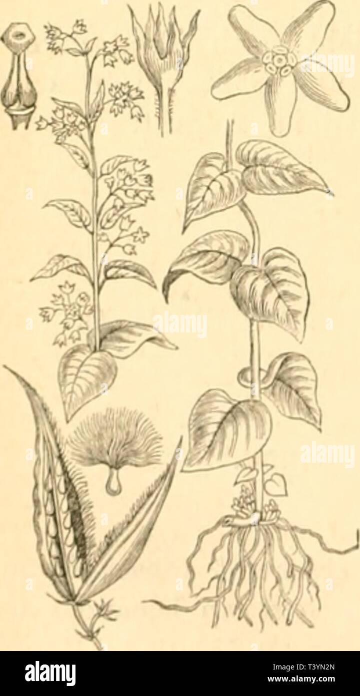 Image d'archive à partir de la page 451 de Die Pflanzenfeinde aus der Klasse Banque D'Images