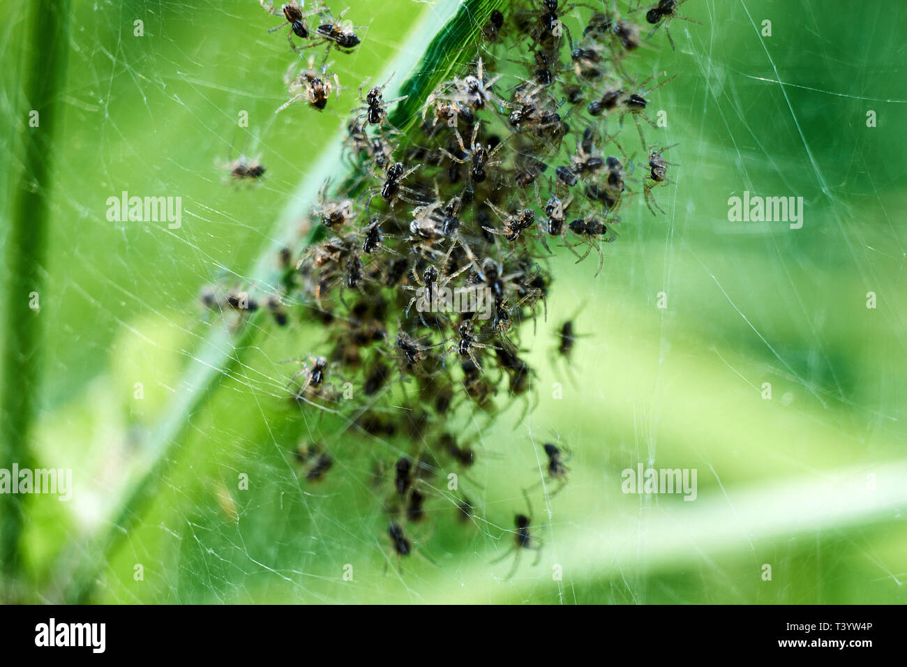Les araignées bébé étant né dans la nature extraordinaire. Les araignées patinent de nest Banque D'Images