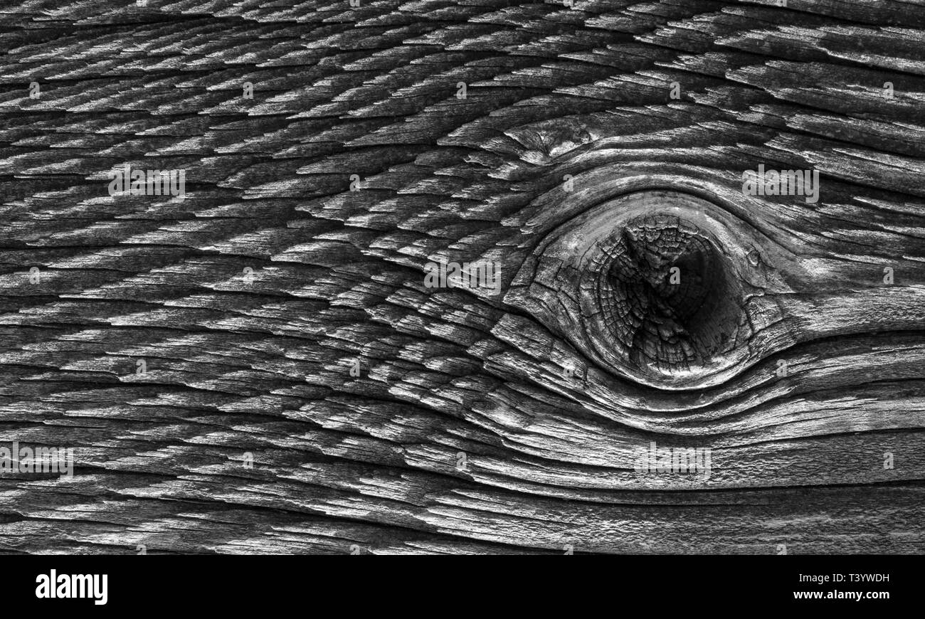 Vieux bois de chêne Banque D'Images