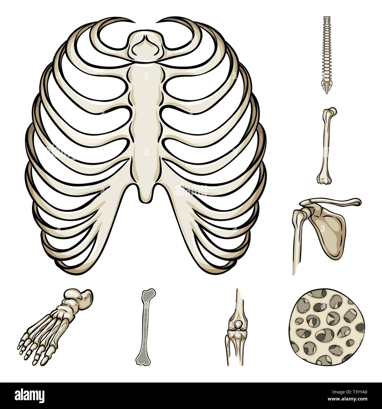 Nervure, fémur,foot,cage fibre,dos,casse,,bassin,cheville,sain,osseuses,xray,chiropractic,péroné jambe,hip,scientifique,organe fédérateur,,,shin,,pelvienne de muscle,Genou,podologie,moelle,tibia,avant-pied,,épithélium sternum os,squelette,anatomie,des,organes,médical,médecine,clinique,biologie,,set,icône,,illustration,collection,isolé,design,graphisme,élément signe,caricature,couleur,vecteurs vecteur , Illustration de Vecteur