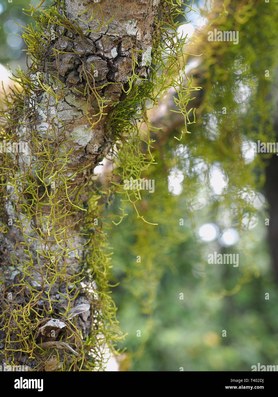 Le lichen. La croissance des lichens dans la nature, l'environnement naturel. Banque D'Images