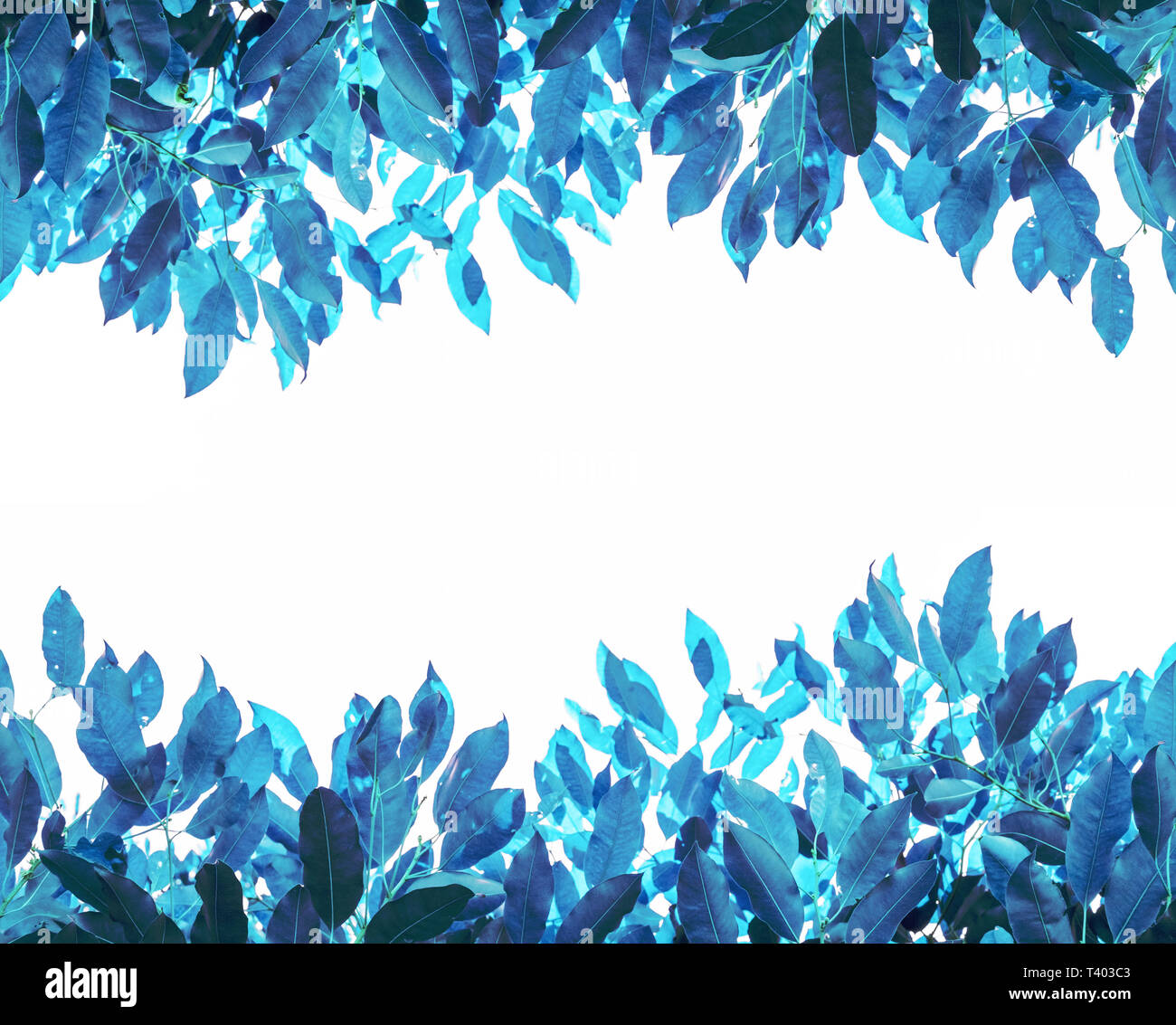 Les feuilles colorées, bleu sur fond blanc Banque D'Images