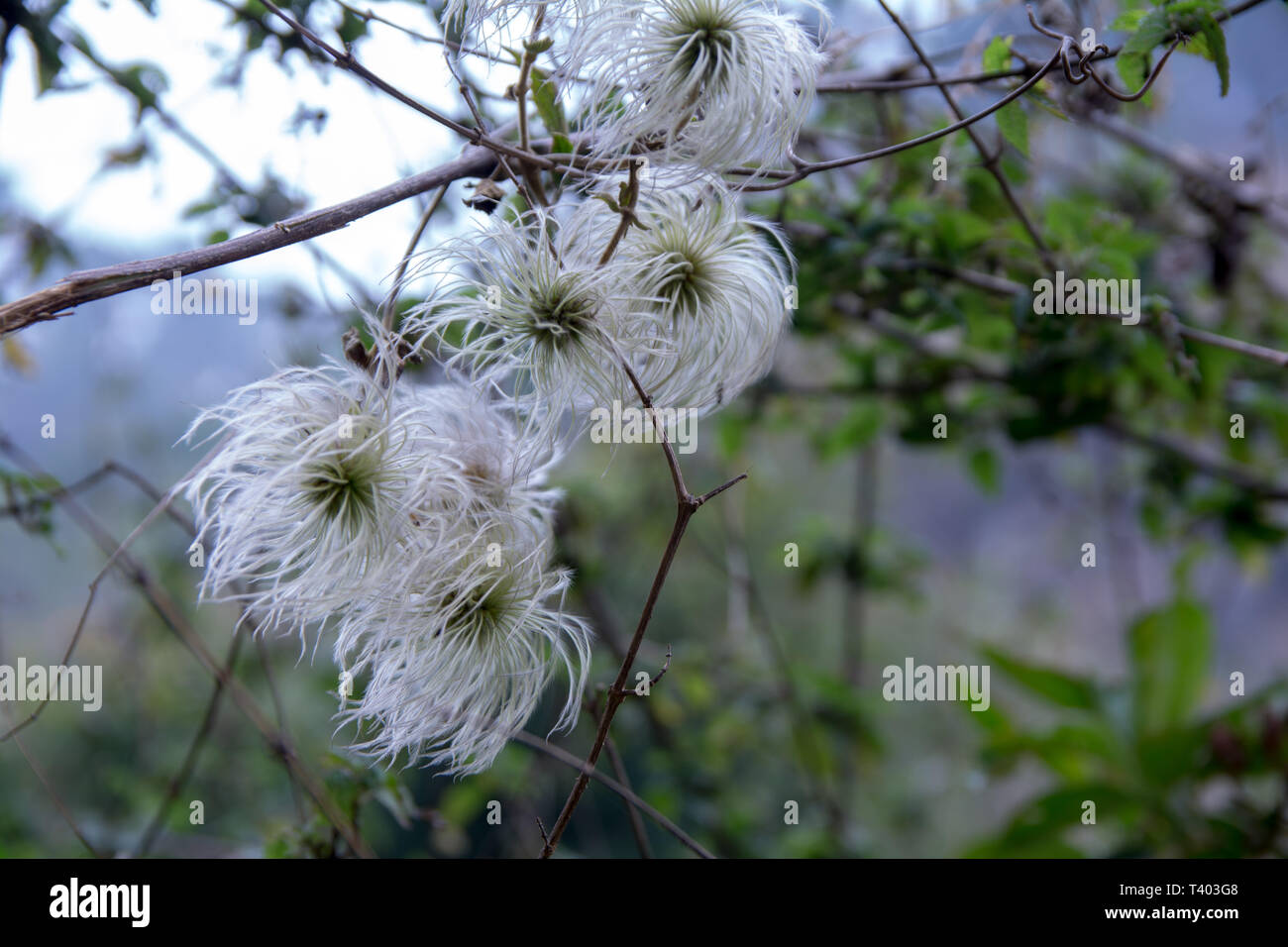 Belle fleur blanche herbe sauvage à plumes Banque D'Images