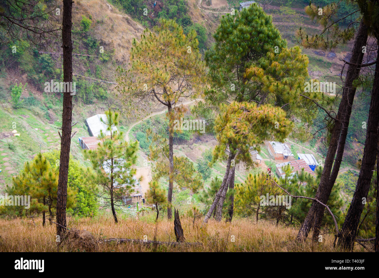 Collines, arbres, forêt de pins et de l'himalaya en région éloignée du Népal Banque D'Images
