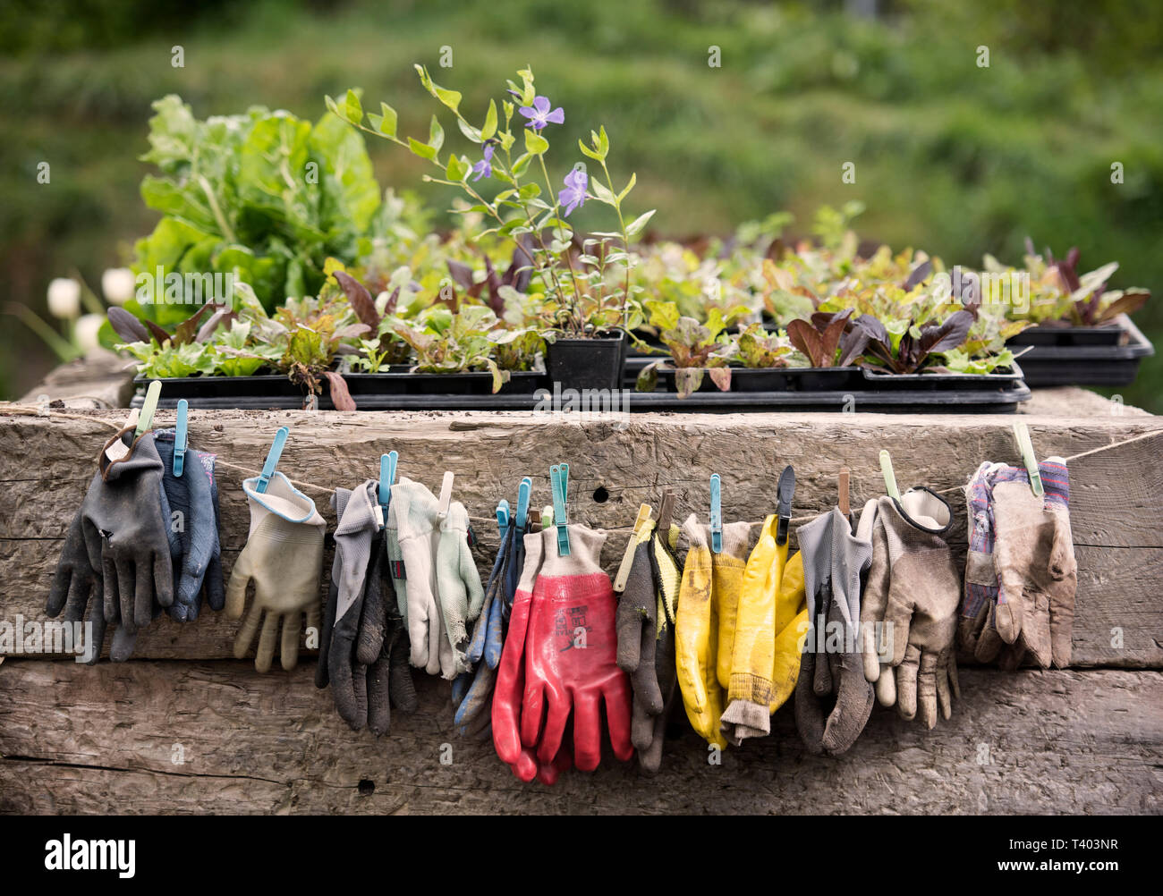 Gants de jardinage de séchage à un jardin communautaire à Bristol UK Banque D'Images