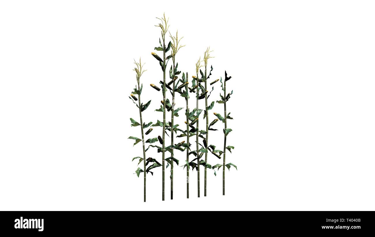 Un groupe de plantes de maïs - isolé sur fond blanc Banque D'Images