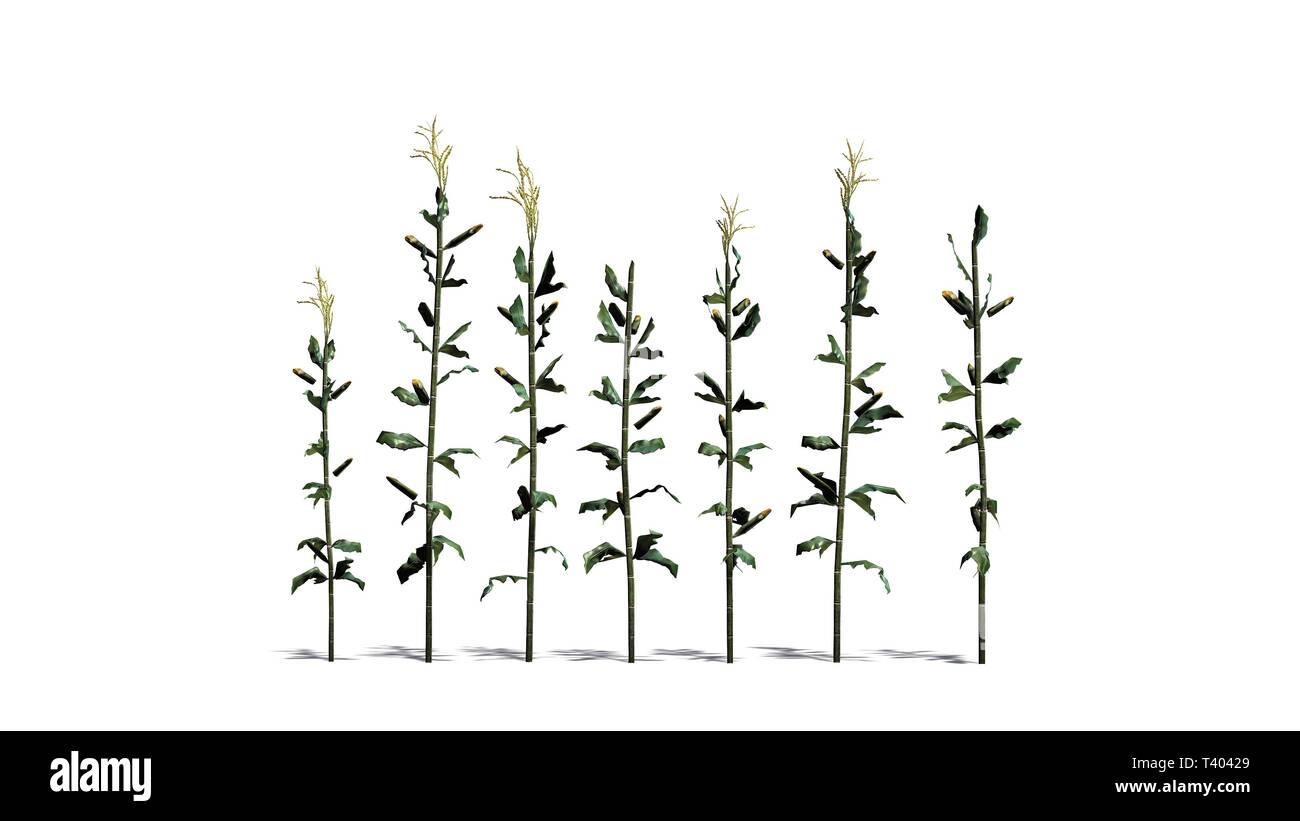 Un groupe de plantes de maïs - isolé sur fond blanc Banque D'Images