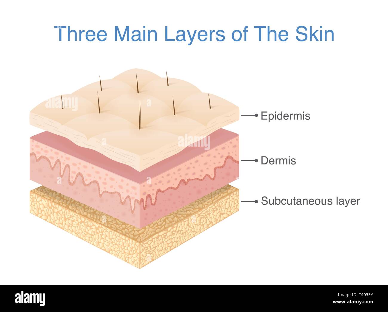 Trois couches de la peau humaine. Illustration de Vecteur