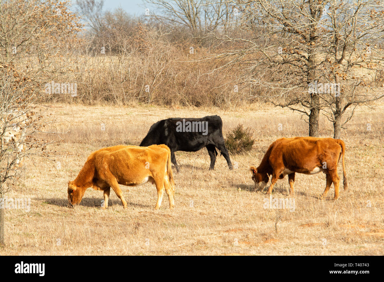 Le pâturage du bétail sur un coteau ensoleillé à la fin de l'hiver Banque D'Images