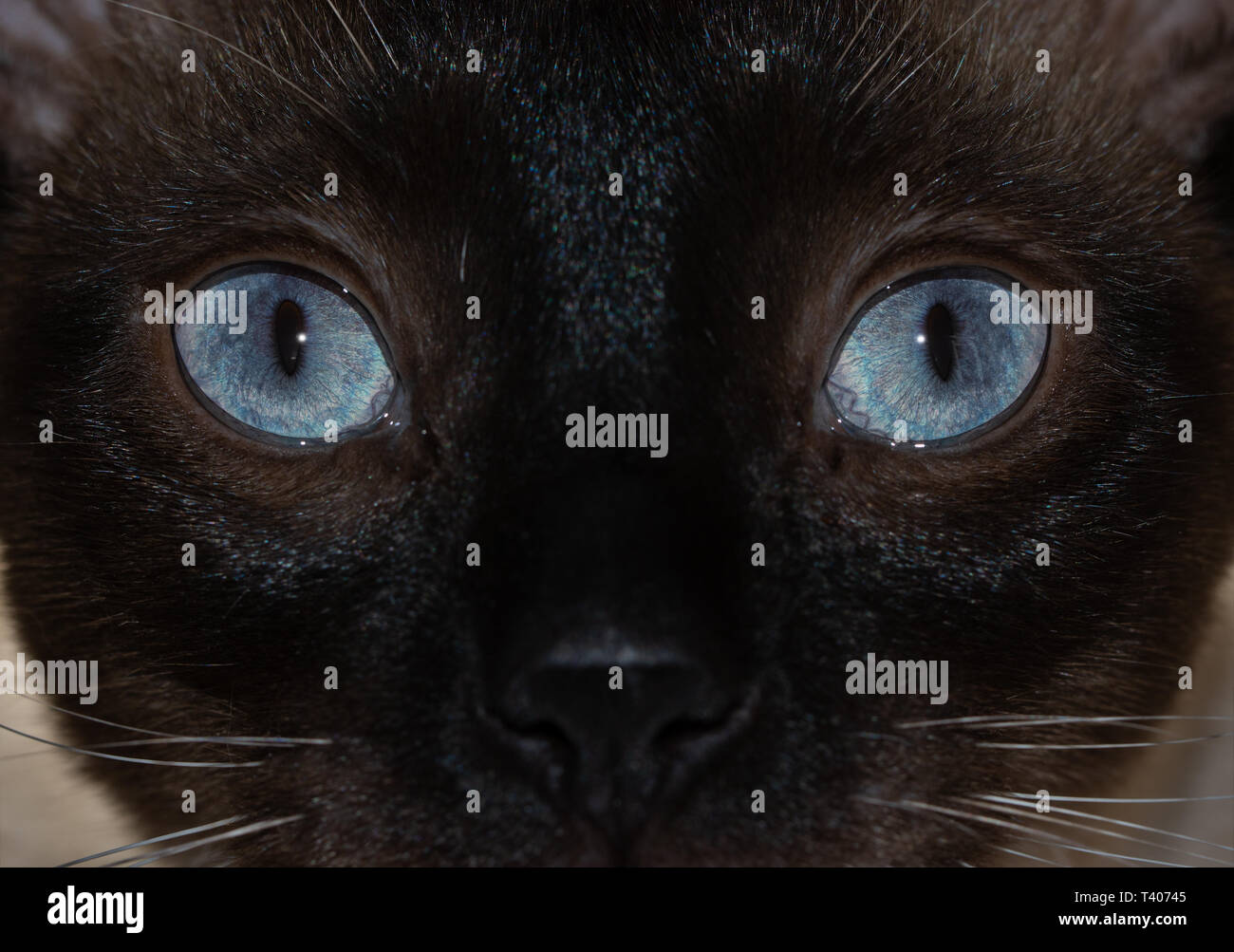 Image d'un chat Siamois est frappant les yeux bleus, avec un regard curieux au viewer Banque D'Images