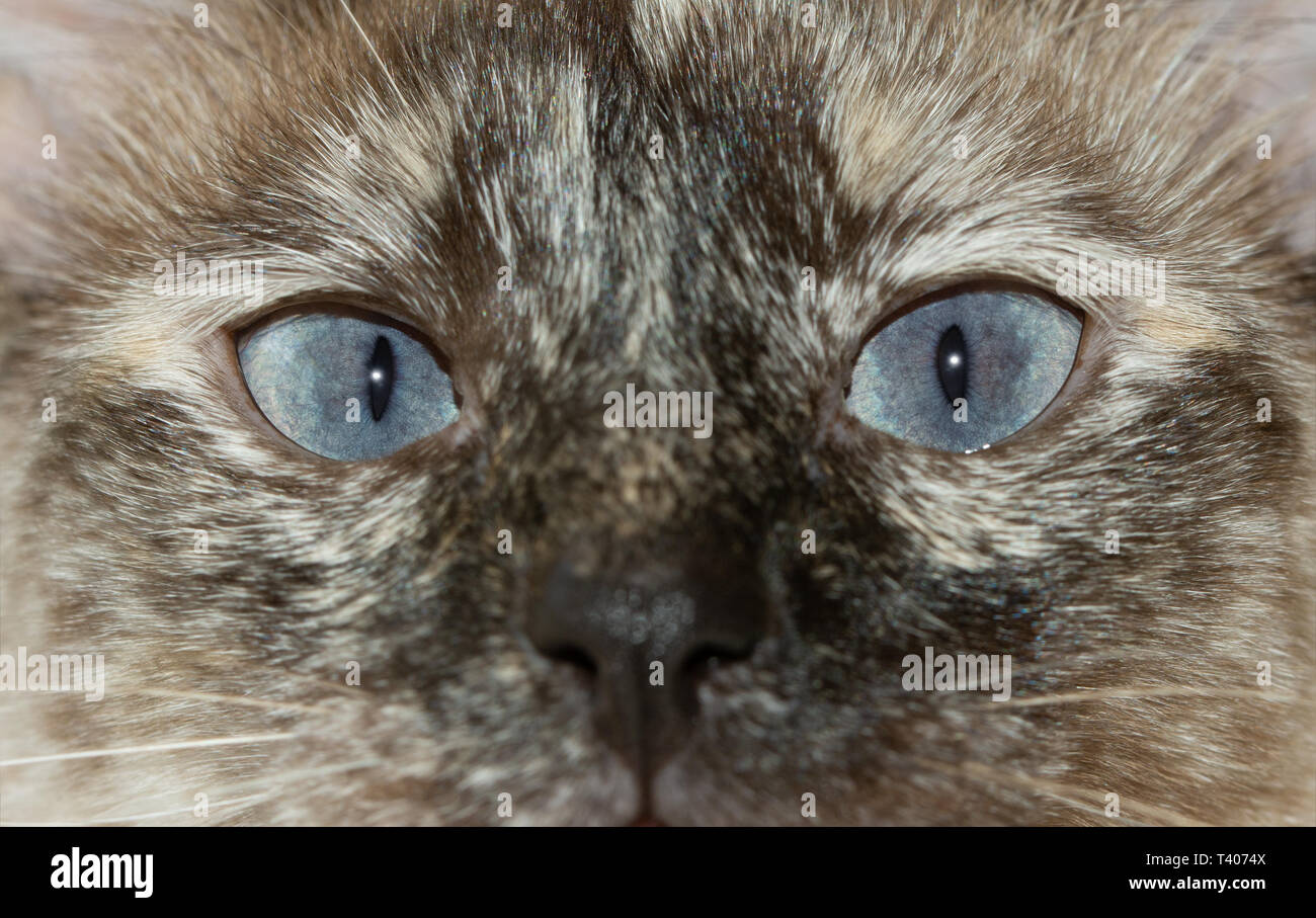 Image en gros plan d'une tortie point Siamese Cat's eyes bleu, avec un regard curieux au viewer Banque D'Images
