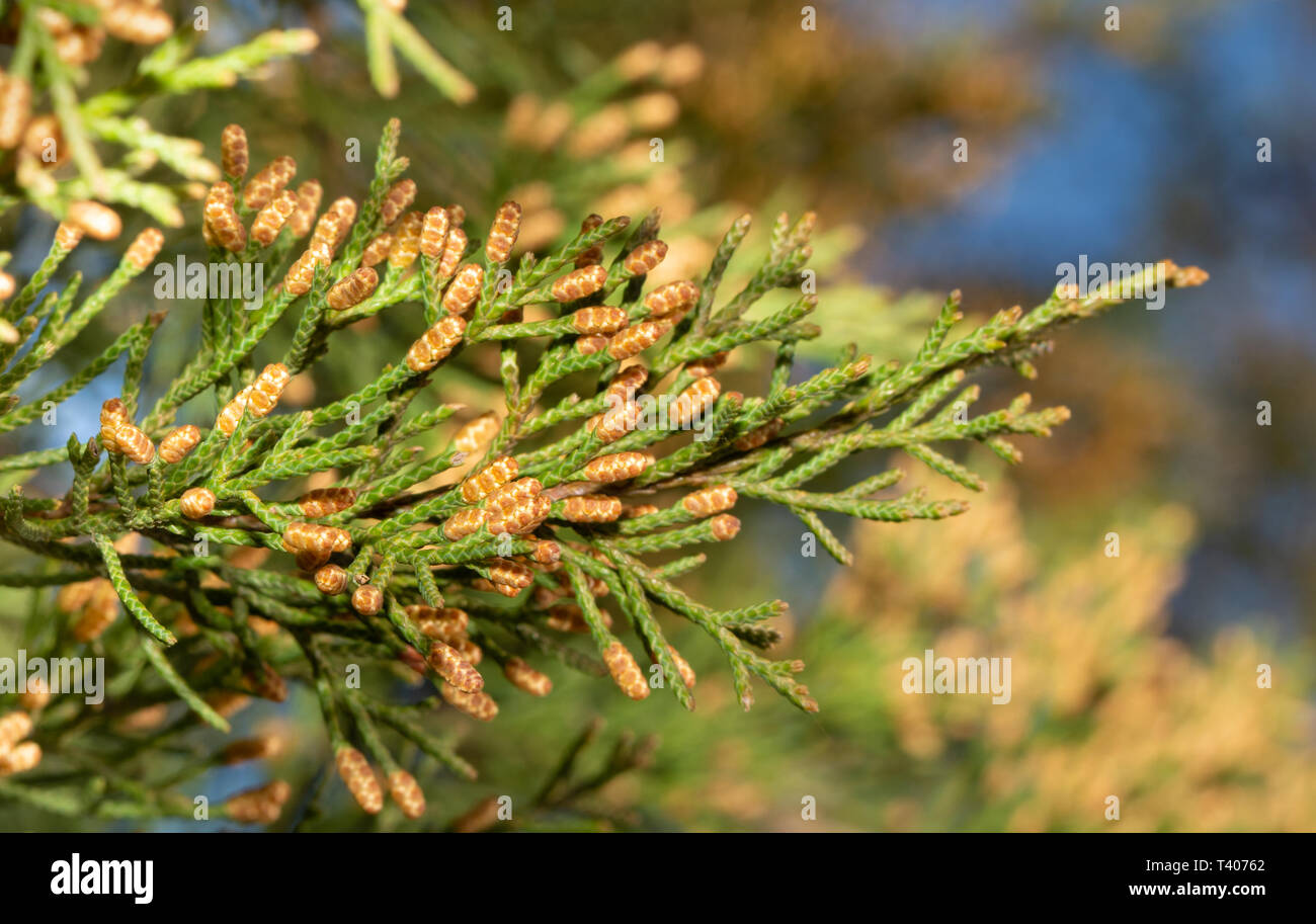 Cèdre rouge de l'Est mâles en fleurs en hiver, prêt à libérer beaucoup de pollen qui est un allergène puissant Banque D'Images