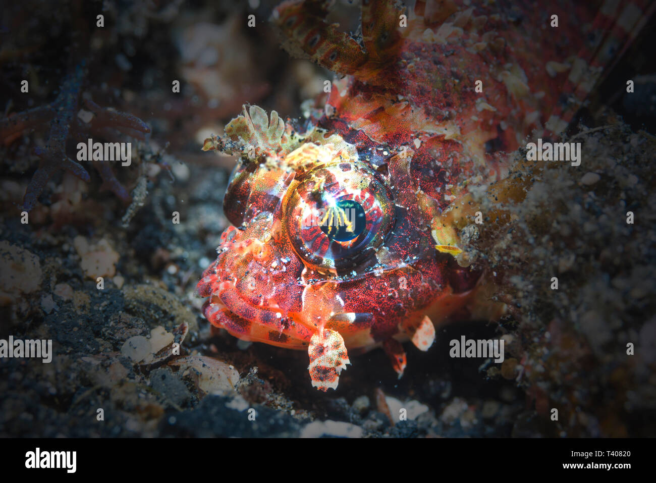 Dendrochirus brachypterus poisson lion [taupes]. Détroit de Lembeh, au nord de Sulawesi, Indonésie. Banque D'Images