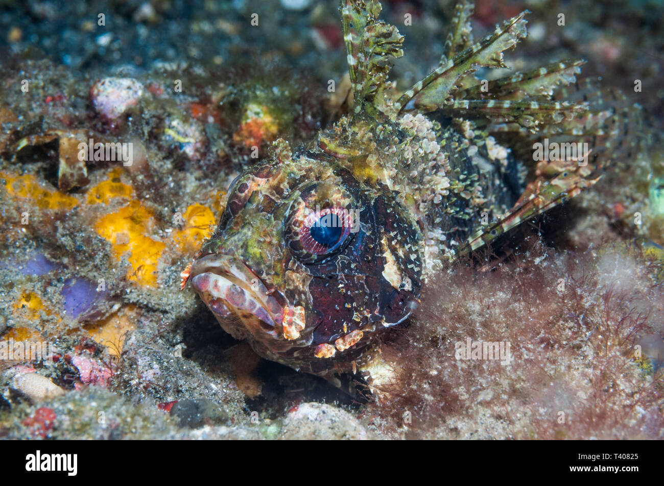 Dendrochirus brachypterus poisson lion [taupes]. Détroit de Lembeh, au nord de Sulawesi, Indonésie. Banque D'Images