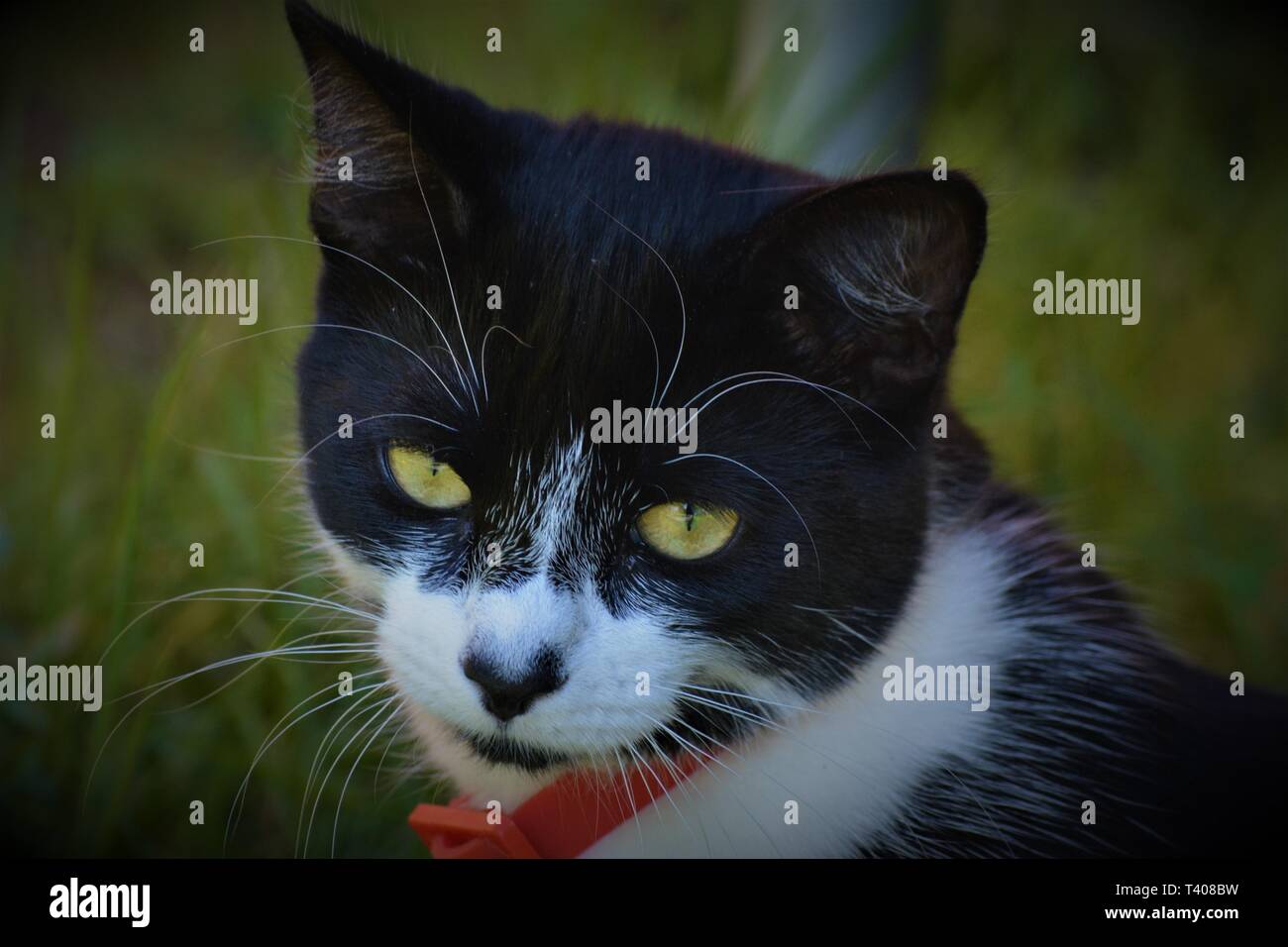 Chaton noir et blanc Banque D'Images