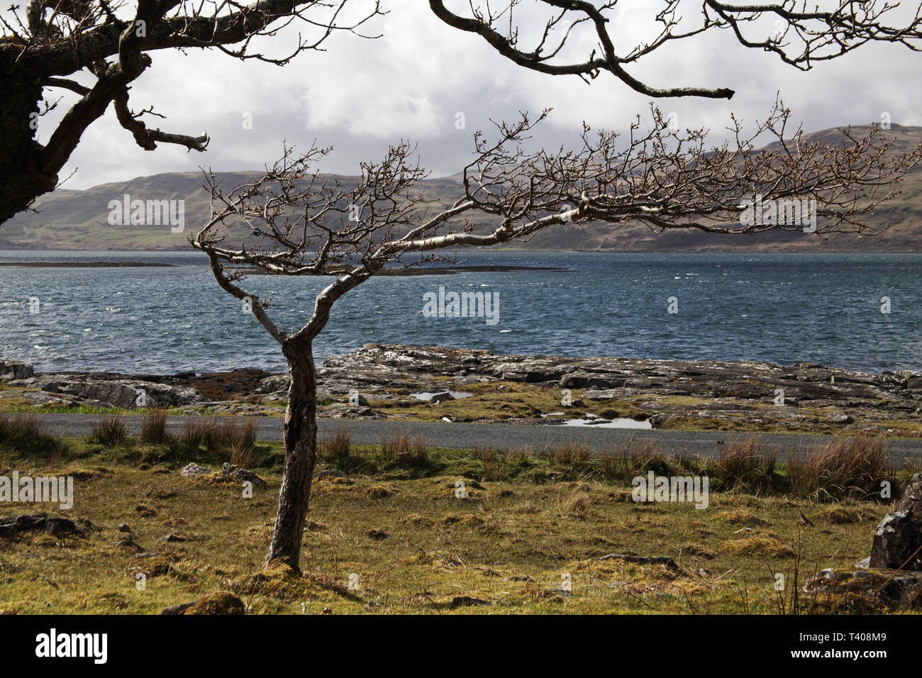 Arbre balayées par au bord du Loch na Keal Isle of Mull Ecosse UK Banque D'Images