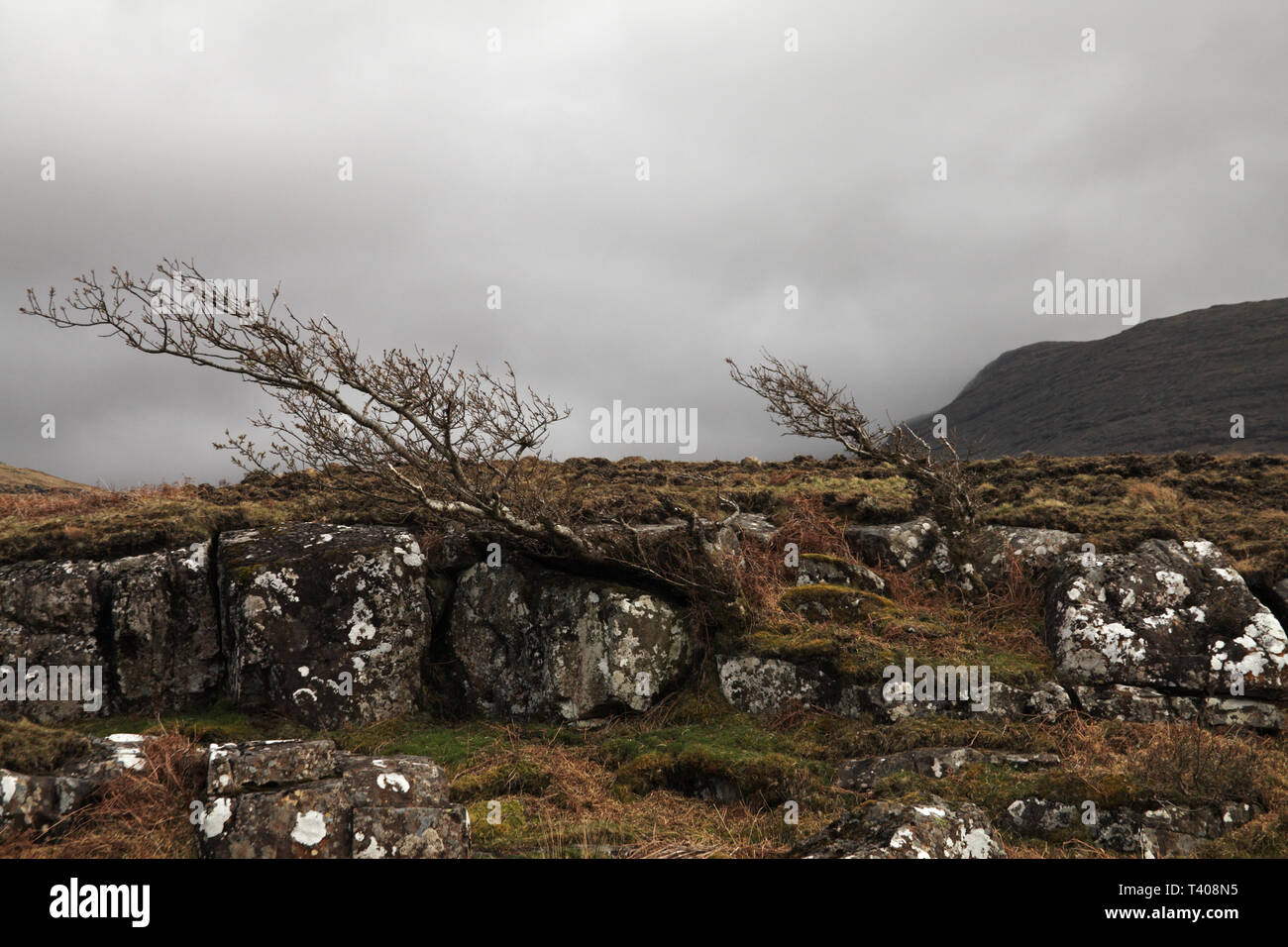 Des arbres et ciel orageux près de Loch na Keal Isle of Mull Argyll and Bute, Ecosse Banque D'Images