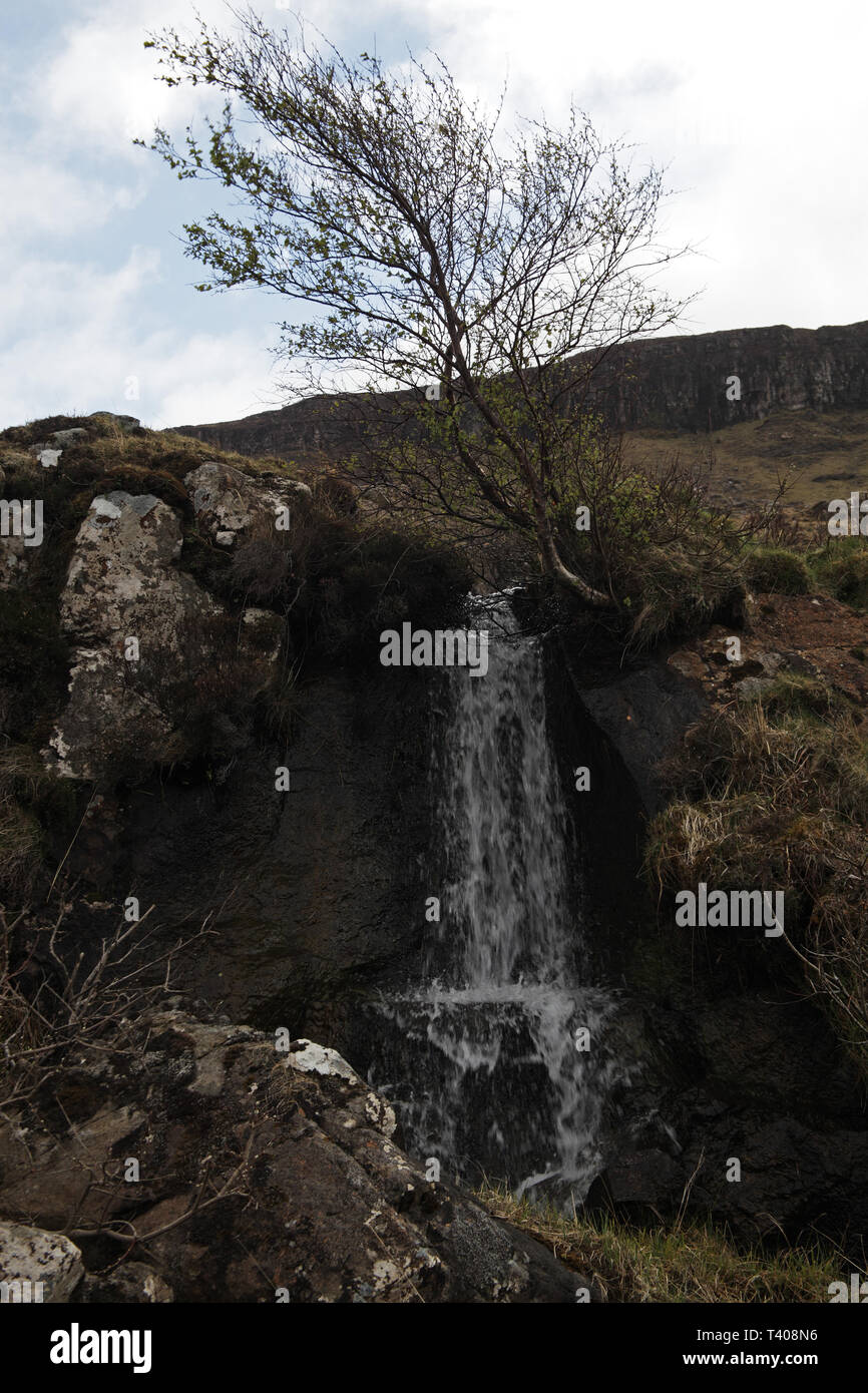 Arbre généalogique et balayées par chute près de Loch na Keal Isle of Mull Argyll and Bute, Ecosse Banque D'Images