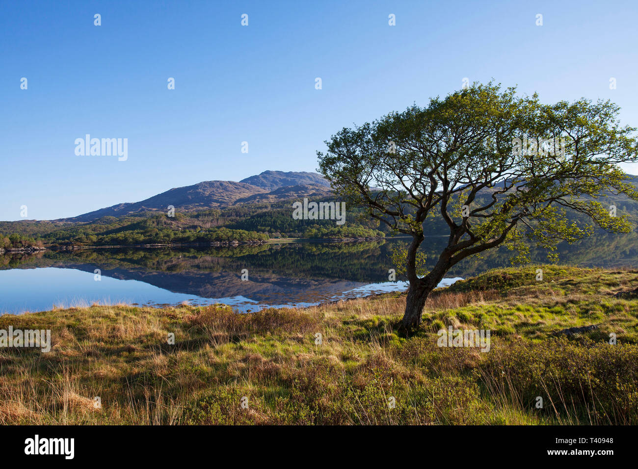 Alnus glutinosa aulne à côté de la rive sud du loch Sunart Movern région des Highlands Scotland UK Mai 2014 Banque D'Images