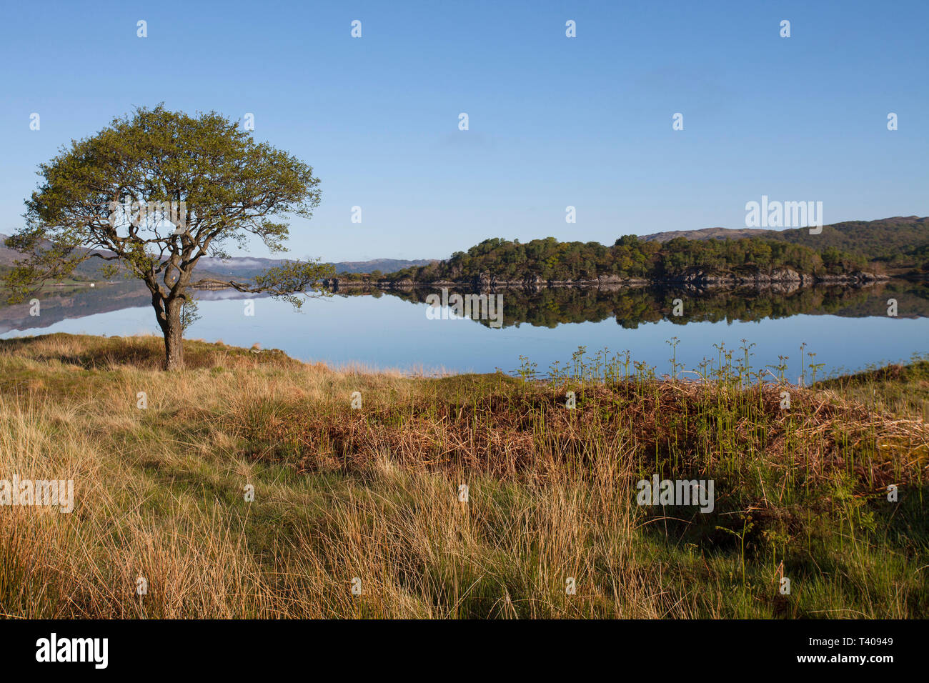 Alnus glutinosa aulne à côté de la rive sud du loch Sunart Movern région des Highlands Scotland UK Mai 2014 Banque D'Images
