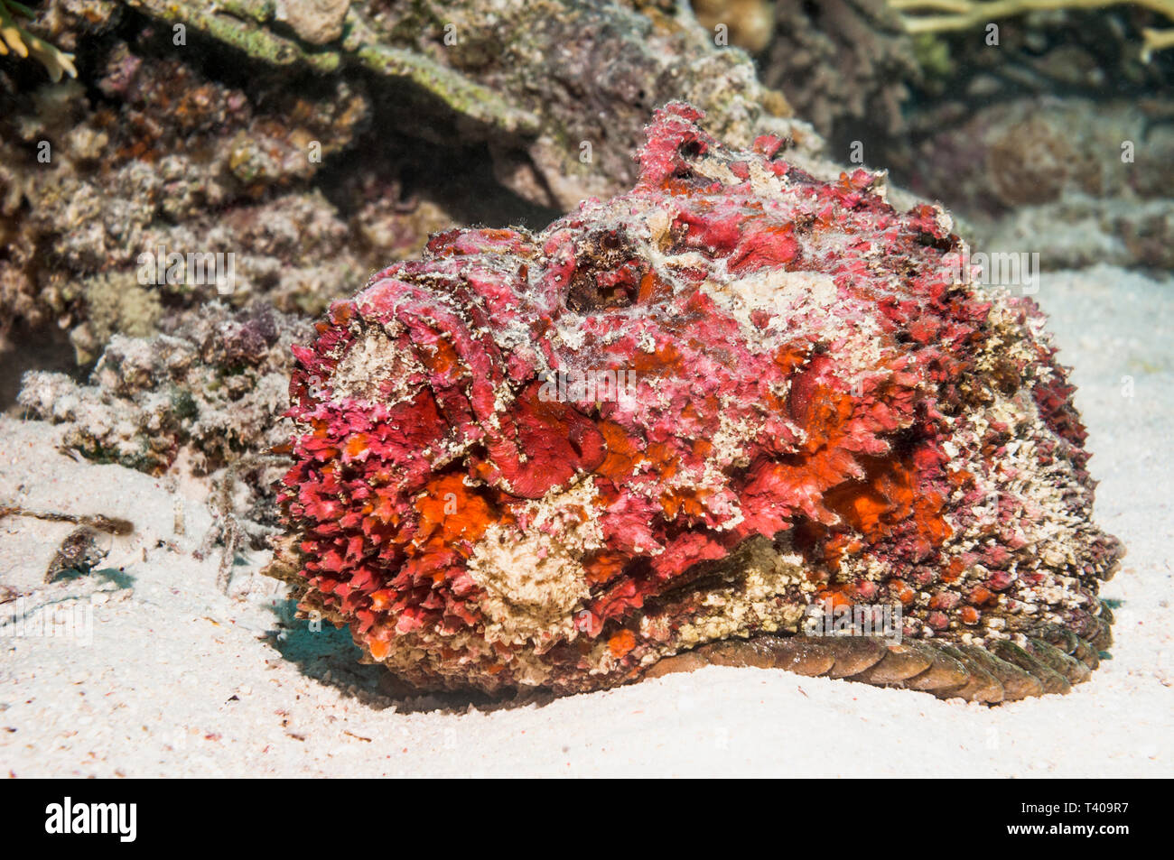 Reef poisson-pierre Synanceia verrucosa []. Il a jeté sa peau, montrant l'accouplement rouge couleur. Le poisson le plus venimeux. L'Egypte, Mer Rouge. Pacifi que Ouest Indo Banque D'Images