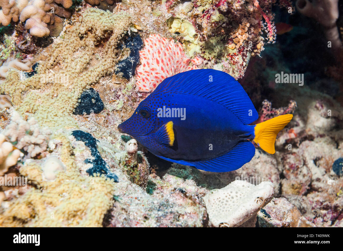 Tang [Zebrasoma xanthurum limande]. L'Egypte, Mer Rouge. Banque D'Images
