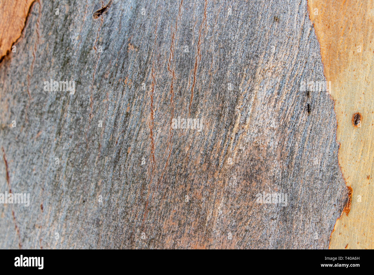 Gros plan d'un shoot à l'ancienne en bois rugueux texture shell. photo peut être utilisé comme arrière-plan ou de texture. Banque D'Images