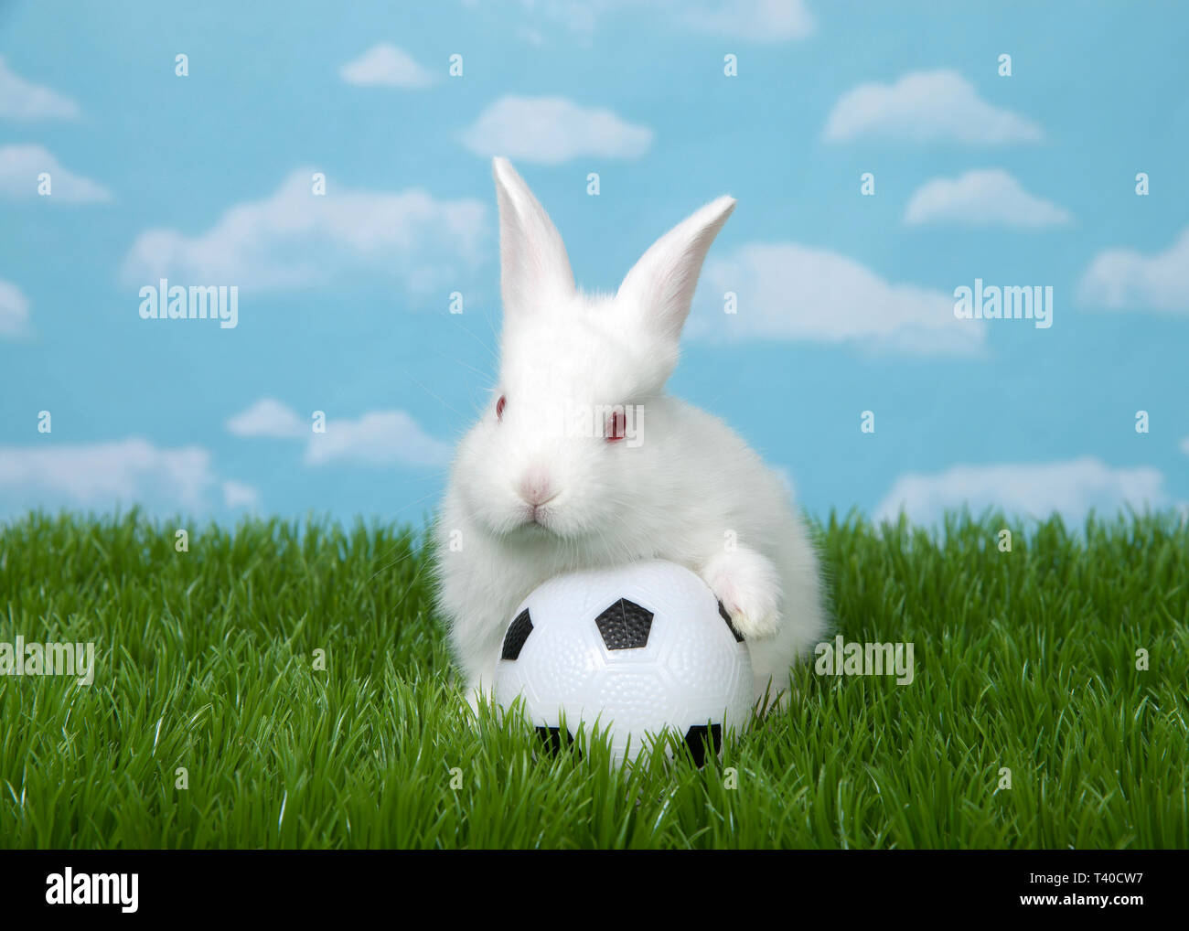 Lapins bébé albinos blanc avec une patte sur un ballon de foot dans l'herbe verte avec fond de ciel bleu nuages. Banque D'Images