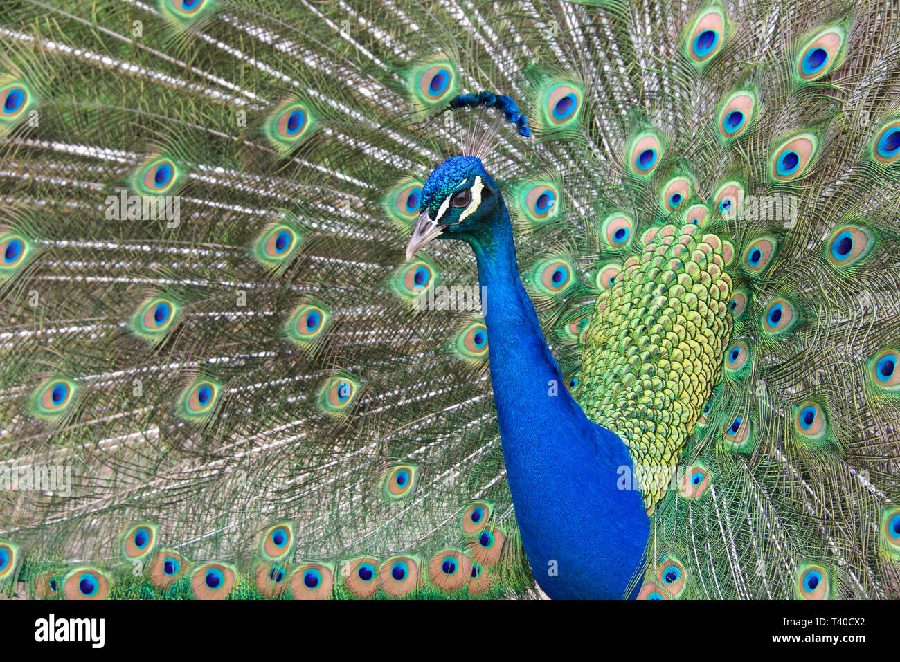 Extreme close up d'un déménagement paon vers la caméra. Paons sont célèbres pour leur magnifique plumage. Banque D'Images