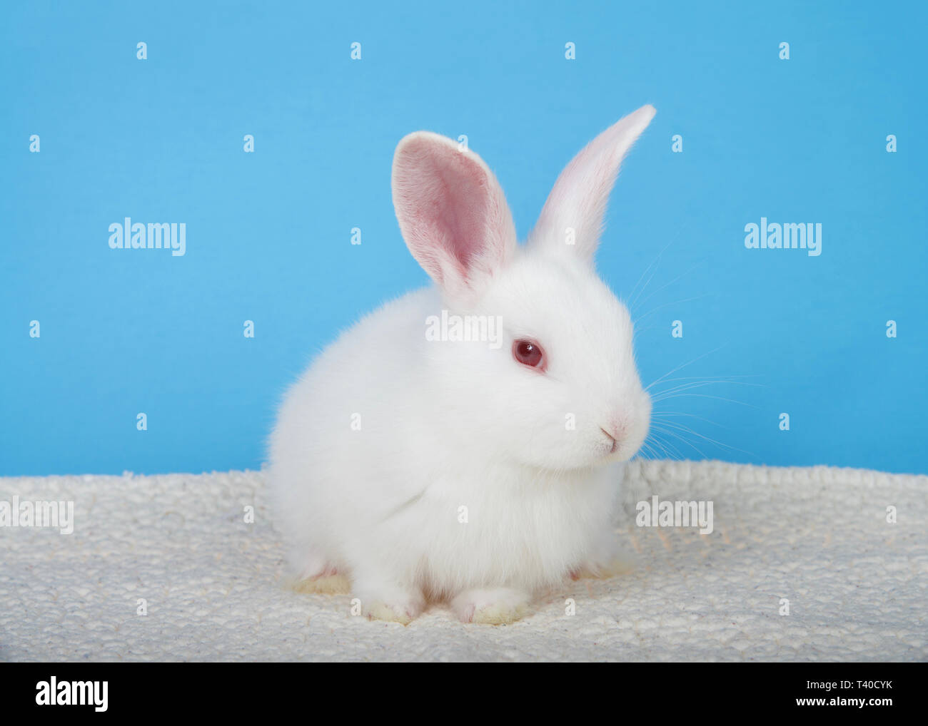 Adorable bébé albinos bunny s'accroupit sur fond bleu avec couverture en peau de mouton pour les téléspectateurs à la droite. Un lapin albinos a un gène muté Banque D'Images