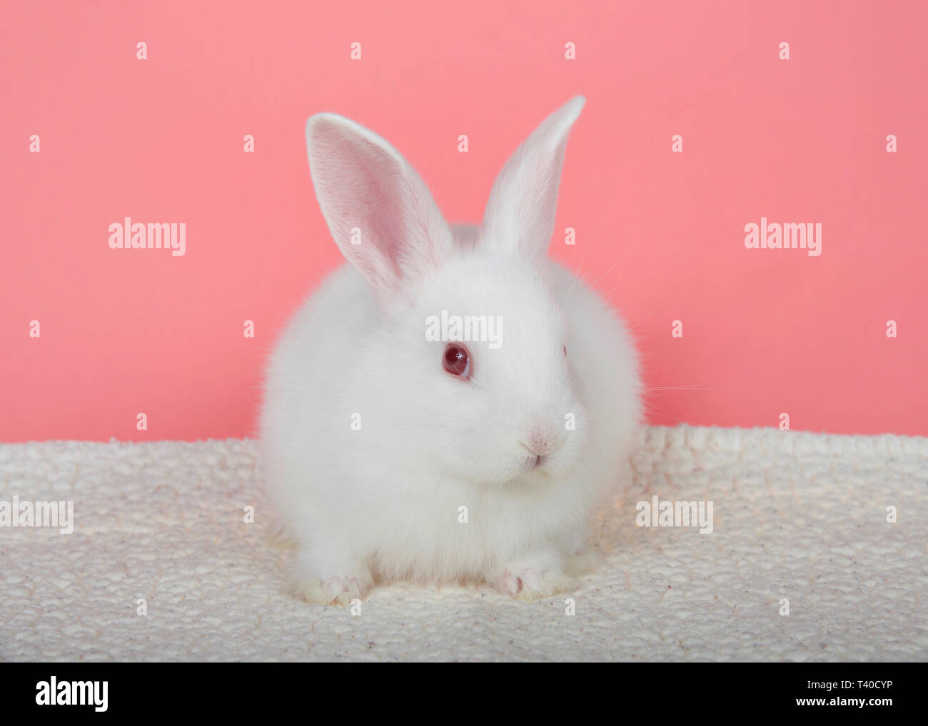 Adorable bébé albinos bunny s'accroupit sur fond rose avec une couverture en peau de mouton pour les téléspectateurs à la droite. Un lapin albinos a un gène muté Banque D'Images