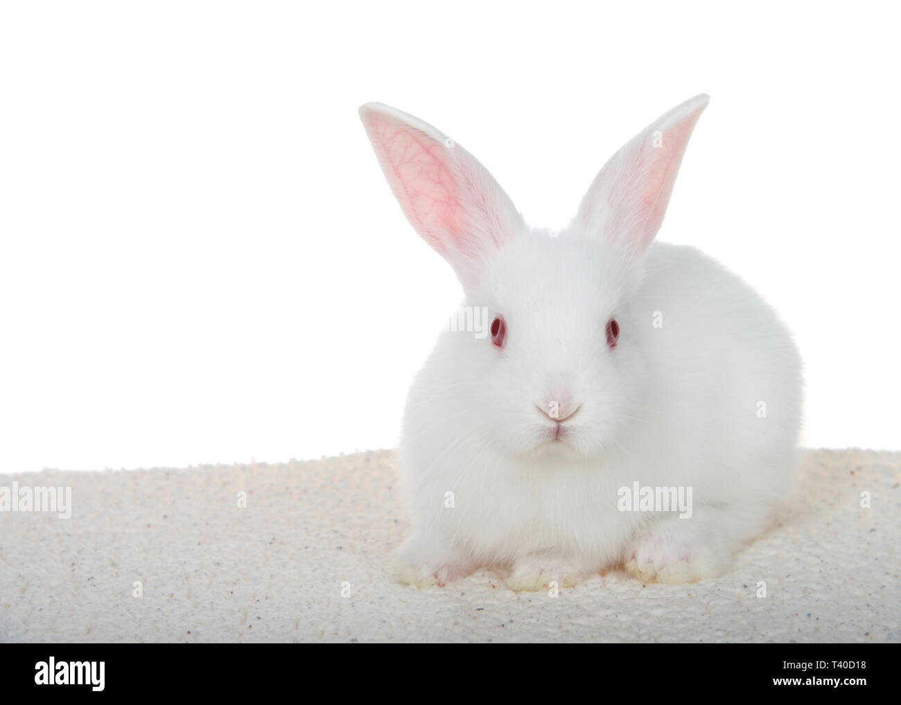 Adorable bébé albinos bunny s'accroupit sur la couverture en peau de mouton isolé sur fond blanc à directement à l'afficheur. Banque D'Images