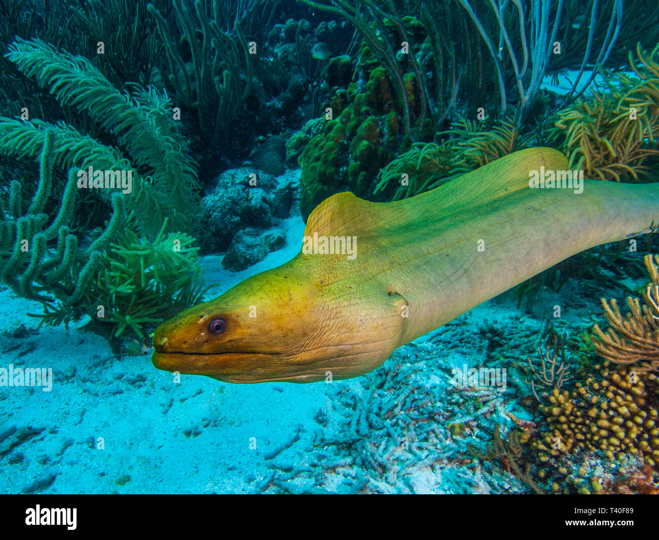 Gymnothorax funebris murène verte - Los Roques - Venezuela Banque D'Images