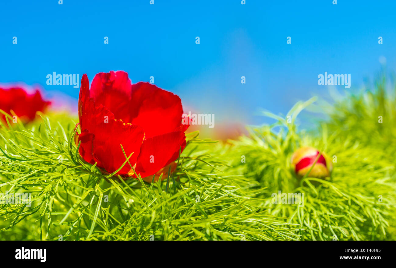 Les Pivoines rouge fleur en Steppe Réserve à Zau de Campie, Roumanie Banque D'Images