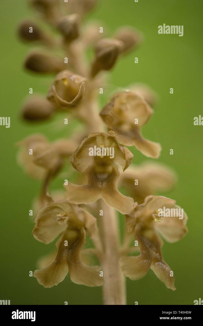 Neottia nidus-avis, Bird's Nest-Orchidorchid croître en forêt avec l'arrière-plan naturel, papier peint macro closeup naturelles, l'agriculture et de beauté de carte postale Banque D'Images