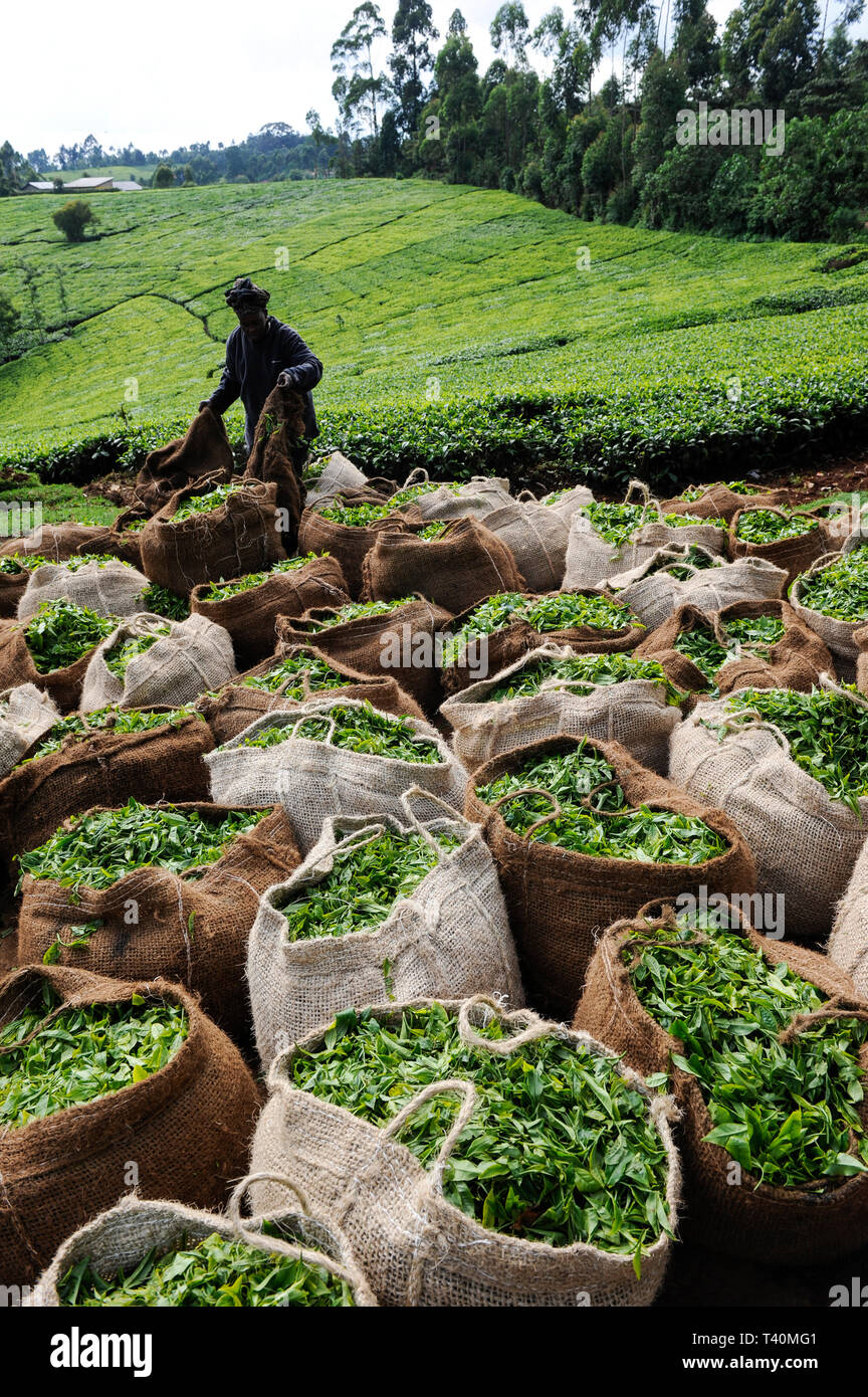 KENYA, Muranga, village, Ndiriti récolte travailleur les feuilles de thé, point de collecte, sacs de jute, le plastique-libre Banque D'Images