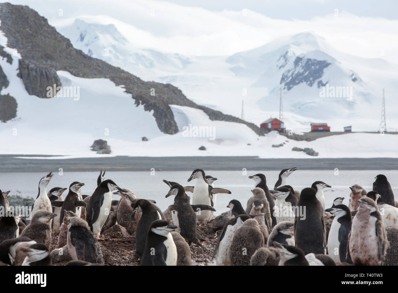 Les touristes chinois d'un navire de croisière sur l'île de la demi-lune, à la base vers Camara, Îles Shetland du Sud, l'Antarctique. Banque D'Images