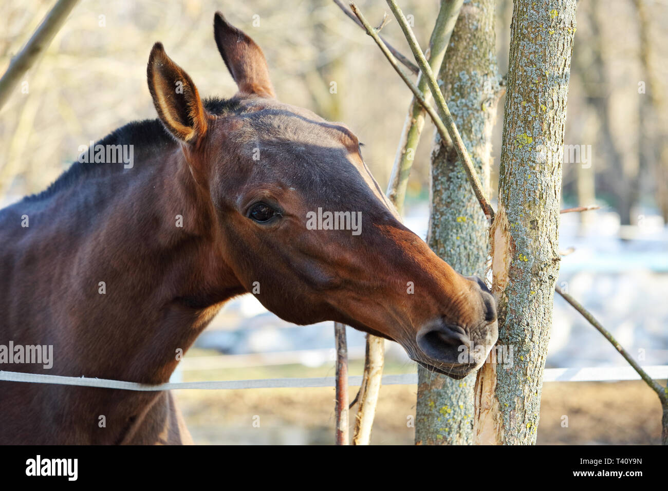 Cheval pur-sang cause bien d'une branche d'arbre au printemps Banque D'Images