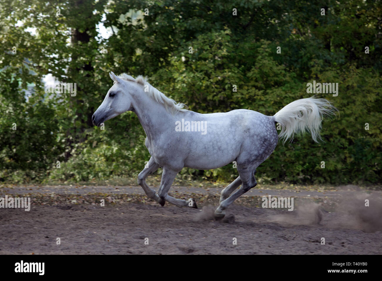 Cheval Arabe - sur l'été au galop paddock Banque D'Images