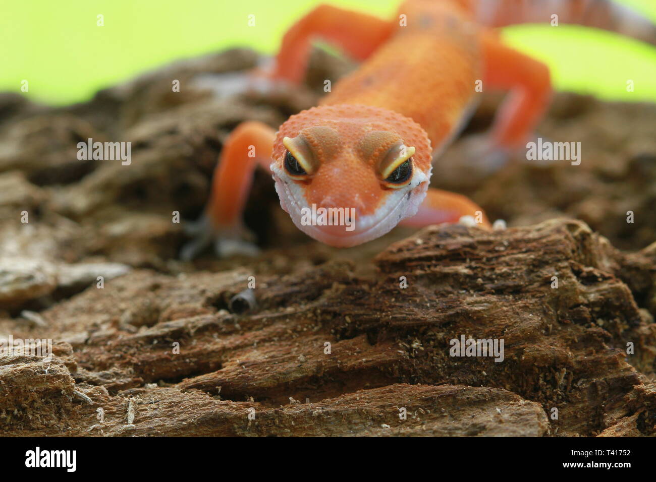 Portrait d'un gecko, Indonésie Banque D'Images
