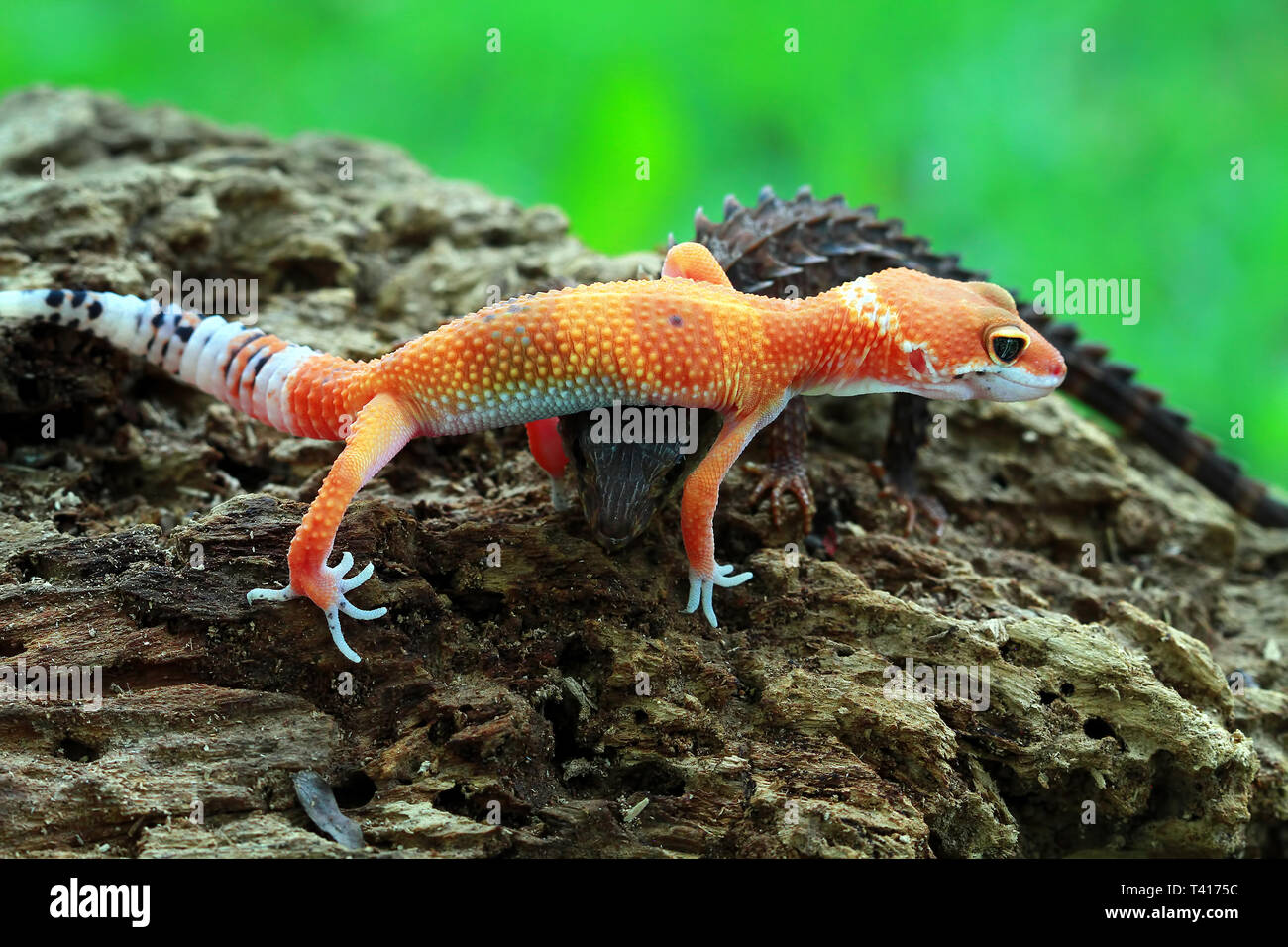 Figurine Gecko Lézard Aux Yeux Rouges Et Blancs – Bandai Gashapon – Taille Réelle 18 Cm