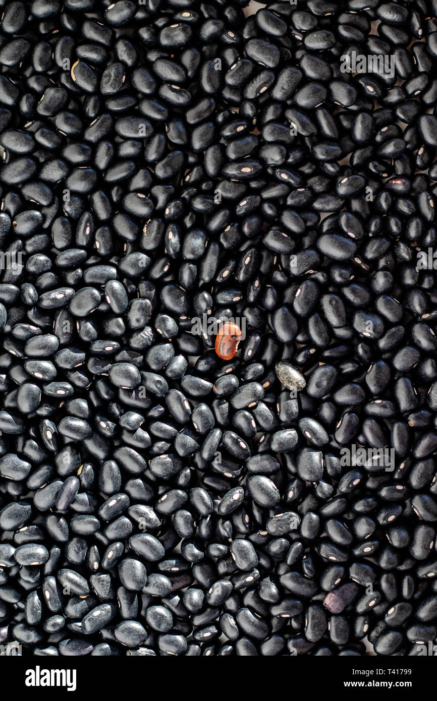 Un bean rouge parmi les haricots noirs Banque D'Images