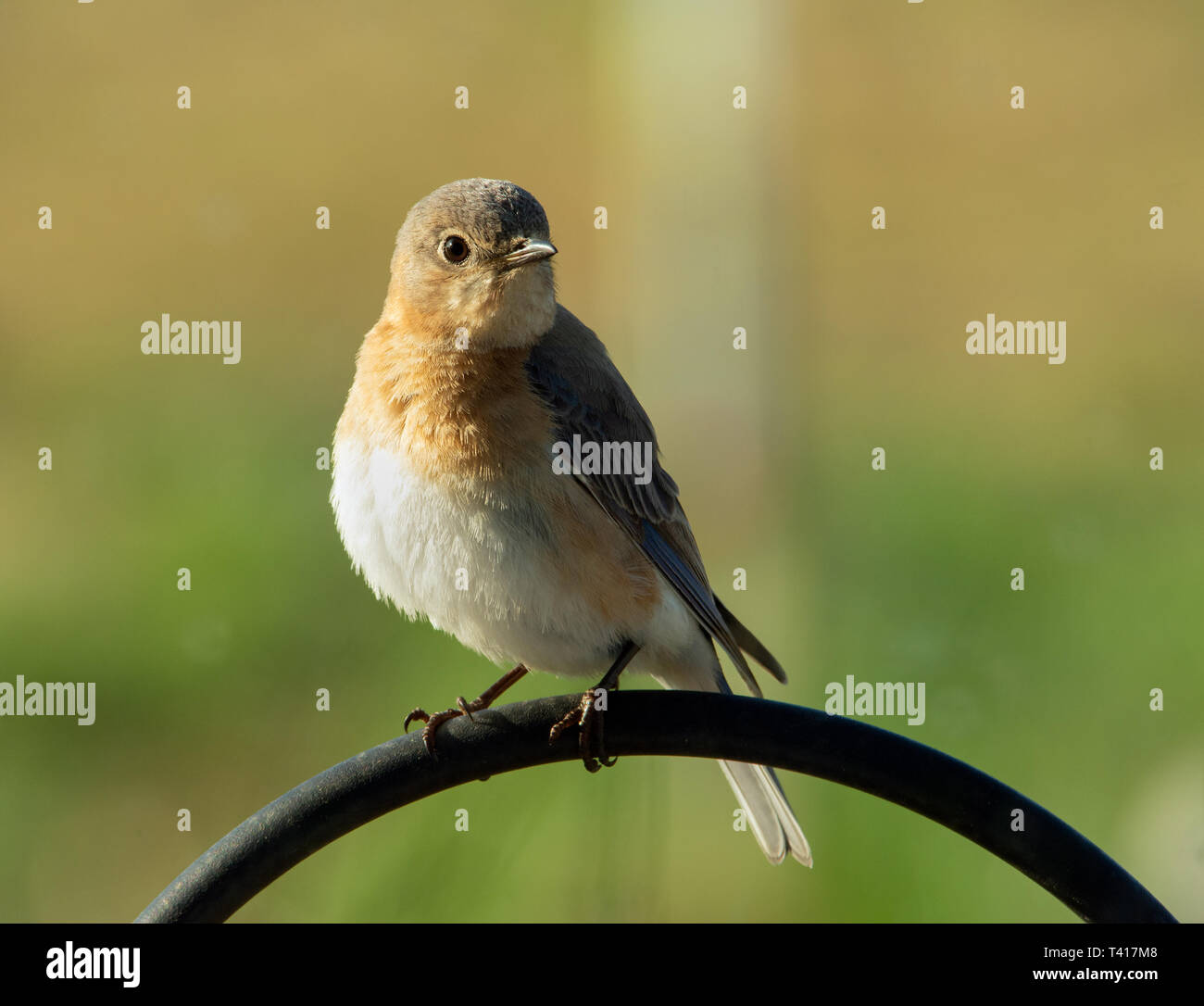 Belle femme Merlebleu de l'est assis sur un crochet de berger au soleil du matin Banque D'Images