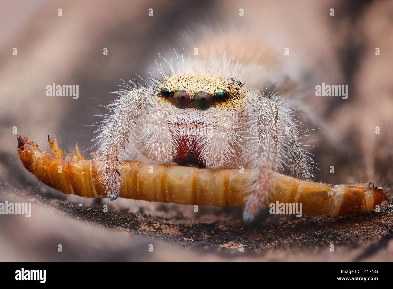 Close-up d'une araignée sauteuse avec sa proie, l'Indonésie Banque D'Images