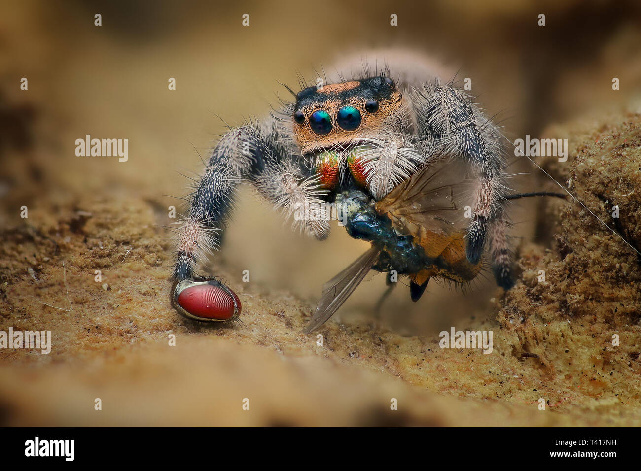 Close-up d'une araignée avec sa proie, l'Indonésie Banque D'Images