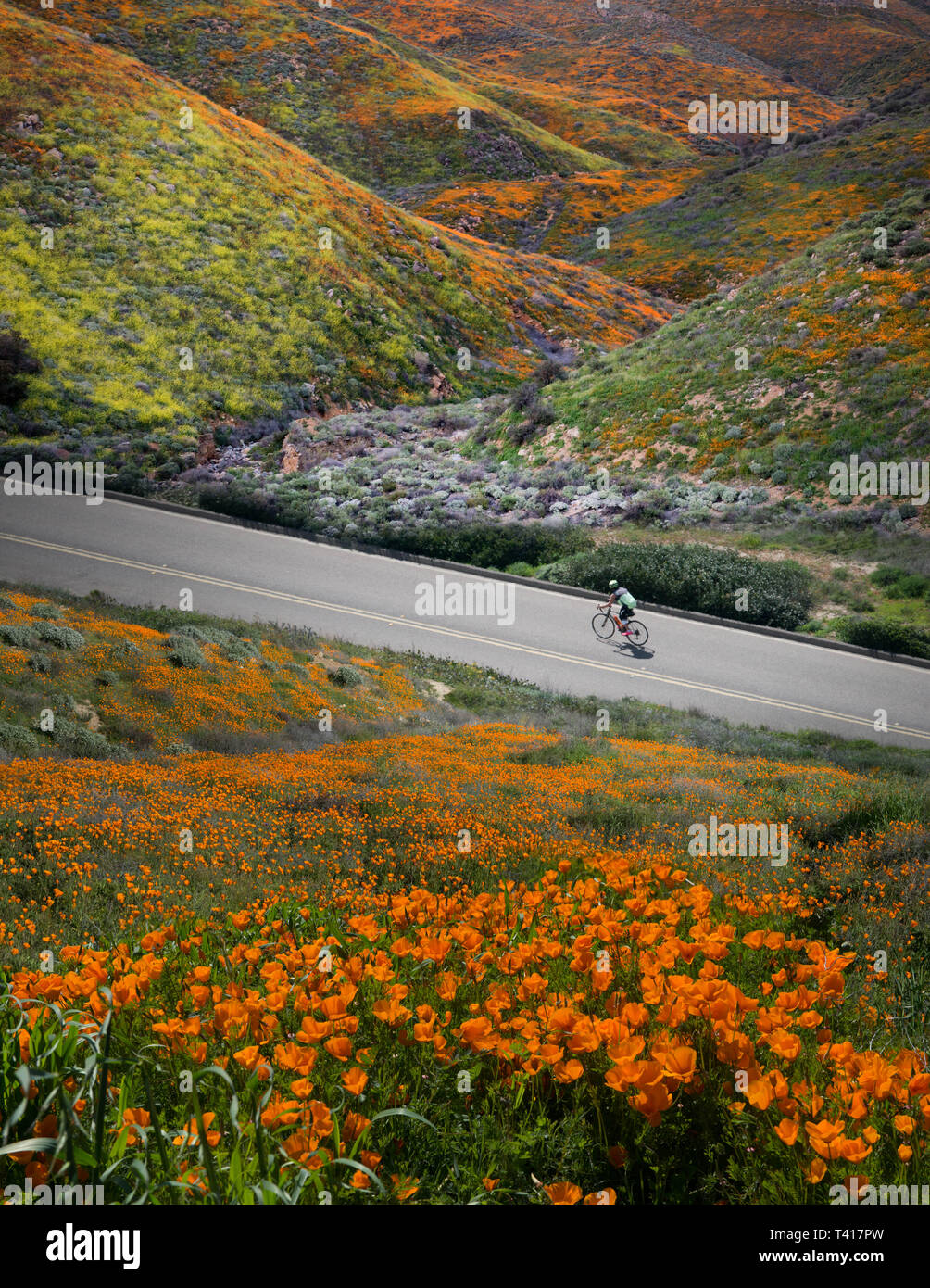 L'homme du vélo dans une vallée avec des fleurs sauvages, United States Banque D'Images
