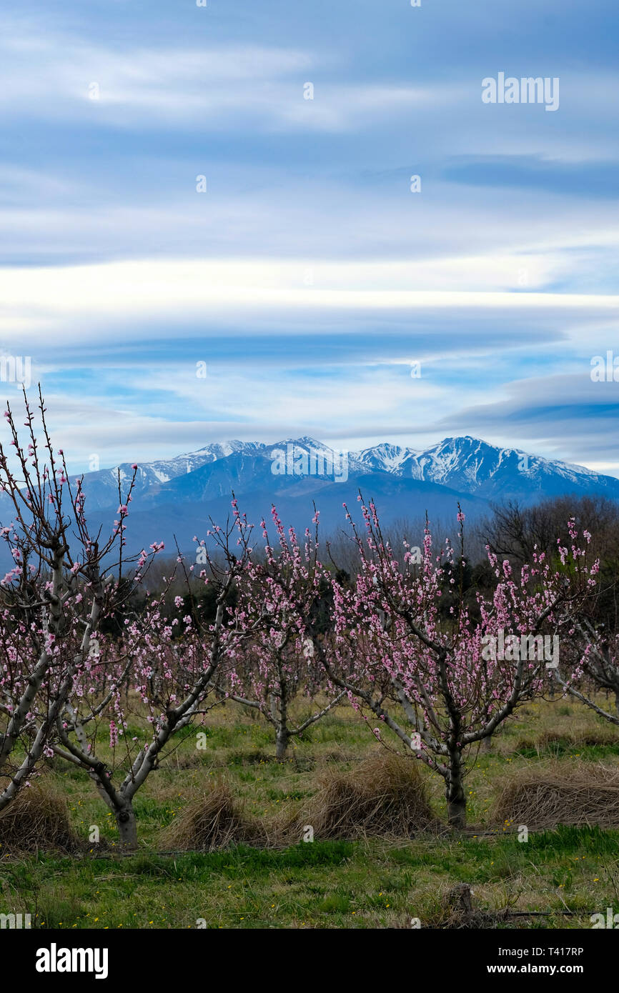 Fleur de cerisier et les Pyrénées, France Banque D'Images