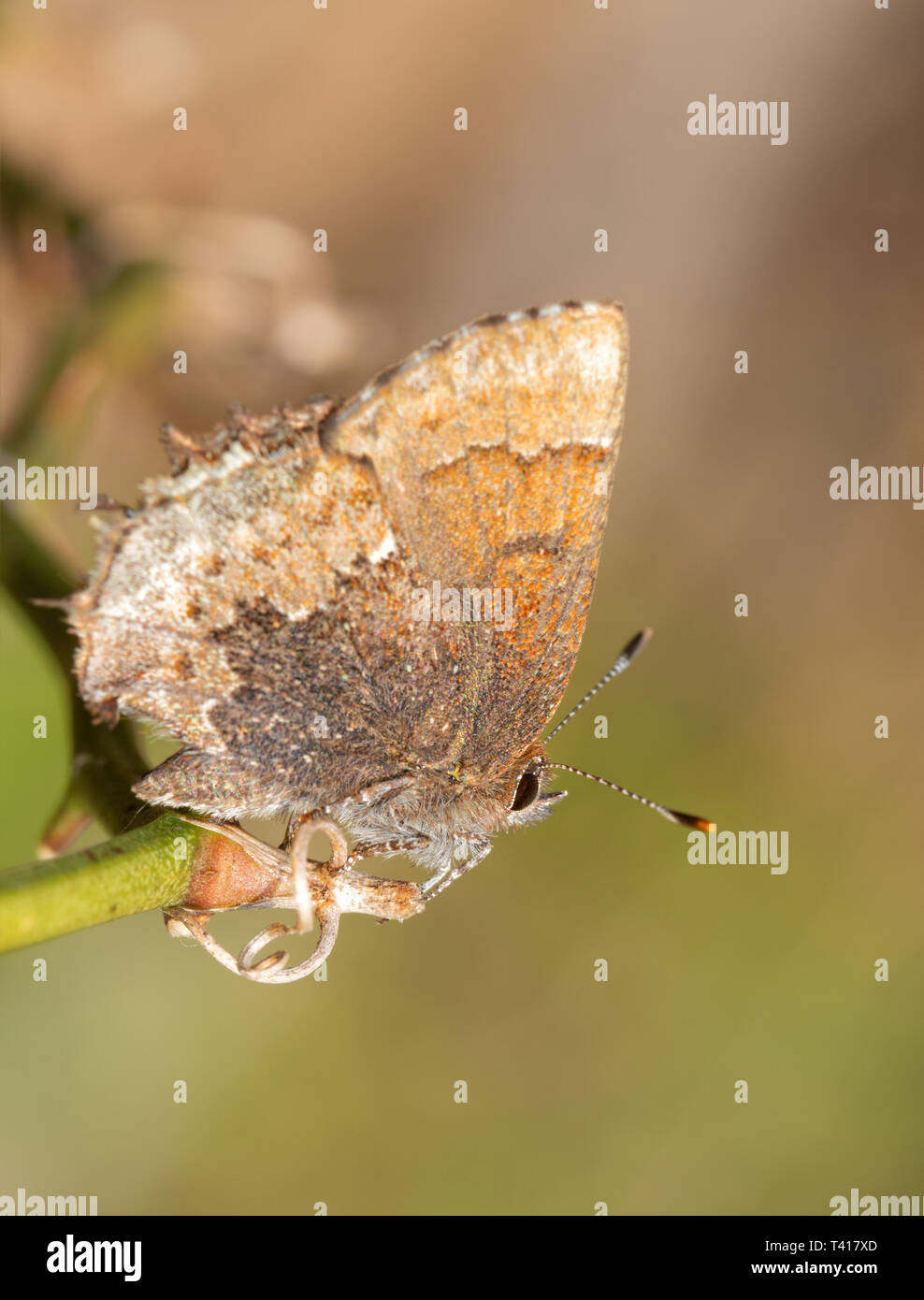 Petit Lutin Henry's butterfly profitant soleil du printemps alors qu'elle repose sur une vigne briar Banque D'Images
